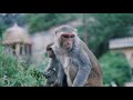 Monkey Monkey Sounds Monkey Voice