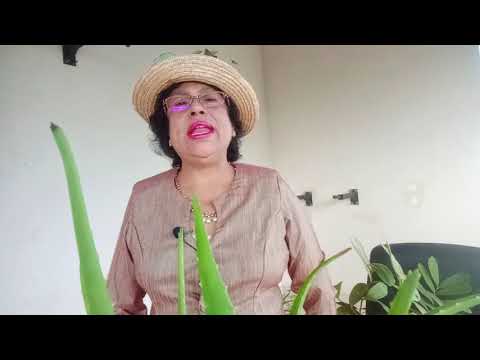 How to Purify Air from house plants lවාතය පිරිසුදු කරන හොදම පැලයක් ඇයි මේ තරම් මාරාන්තිකඋනේ l poison