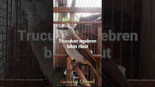 Download lagu TRUCUKAN NGEBREN MEMANCING RIBUT mp3