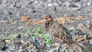 Yellow Necked Spurfowl | Ranger Insights