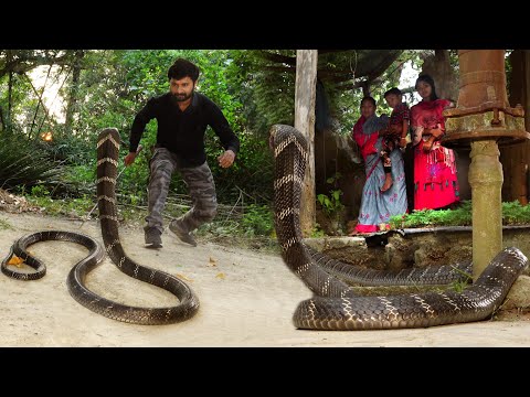दुनिया का सबसे खतरनाक सांप किंग कोबरा, आखिरकार मुरलीवाले हौसला ने कैसे रेस्क्यू किया!😱 King Cobra
