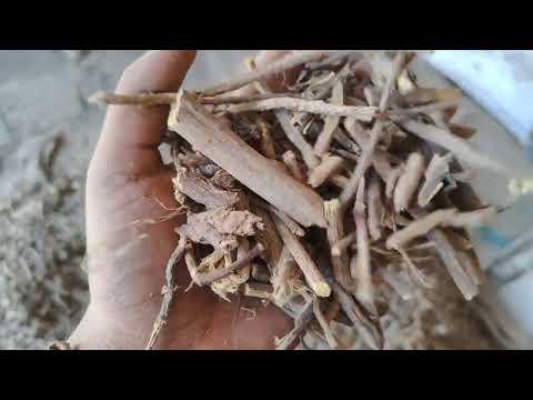 Licorice Root Mulethi Powder