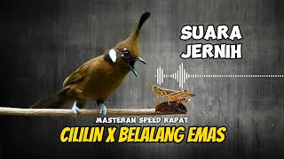 Download lagu Masteran Cililin Gacor Sambung Belalang Emas Jernih mp3 Download lagu Masteran Cililin Gacor Sambung Belalang Emas Jernih mp3