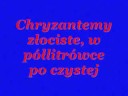 download lagu mp3 mp4 Chryzantemy Zociste Tekst, download lagu Chryzantemy Zociste Tekst gratis, unduh video klip Chryzantemy Zociste Tekst
