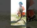 snake dance #blacksnake #blackcobrasnake #snakedance