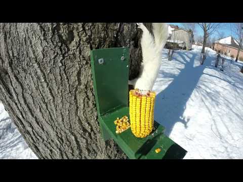 White "Albino" Squirrel Video
