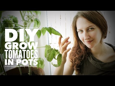 Ar galima auginti pomidorus namuose? Ar galima auginti pomidorus namuose?