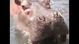 preview picture of video 'Hipopótamo - Zoológico de Leme - SP'