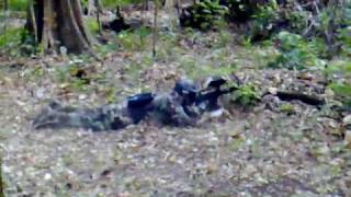 preview picture of video 'Paintball izalco'