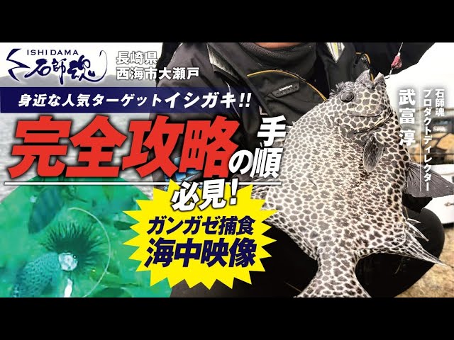 身近な人気ターゲットイシガキ!!完全攻略の手順