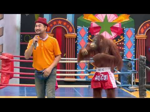 Monkey show, Safari World Thailand