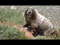 Adorable Marmot Screams At Hikers