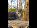 Gray Tabby Looks Sweet Until HISS Shorts