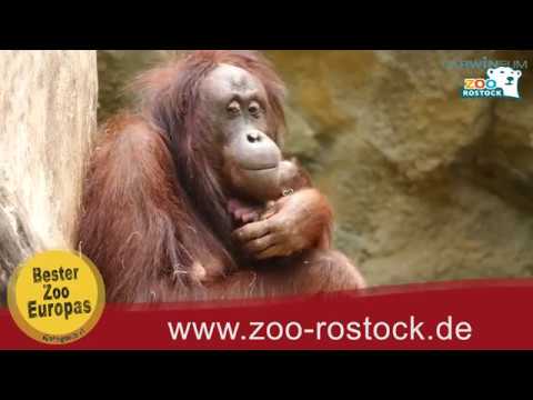 Zoo Rostock | Orang-Utan-Nachwuchs