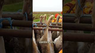 Treibjagd auf der Nordseeinsel von  ⁨@jagenNRW⁩