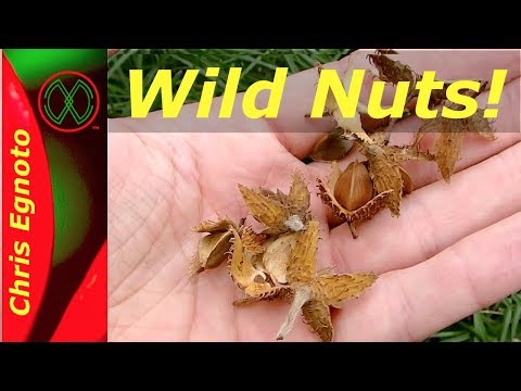 download lagu mp3 mp4 Beach Nuts, download mp3 Beach Nuts free download mp3, download mp3 Beach Nuts