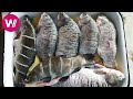 Danube Delta Living Off Fishing And Homegrown Vegetables What S Cookin