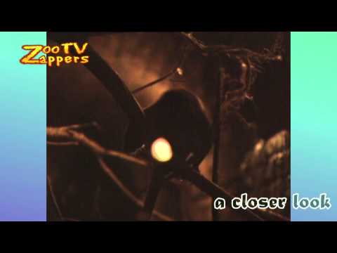 ZooZappers - Rat Family