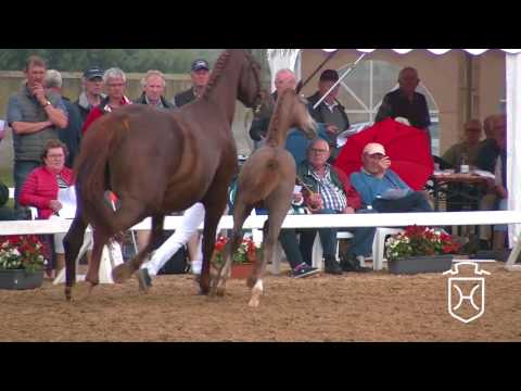 NF200CH Stutfohlen von Clicksem - Casall - Carano