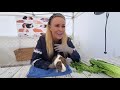 Guinea Pig Tumors Show and Tell The Most Common Tumors Found in Pet Guinea Pigs