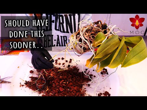 Repotting big white Phalaenopsis Orchid in big white self watering pot 🤭  Story Time - Repot & Chill