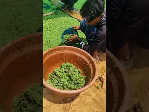 HDPE AZOLLA GROWING BED PIT METHOD