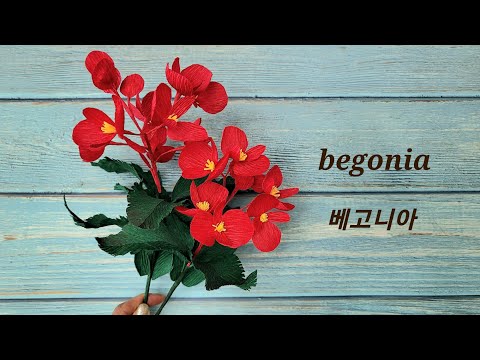 How to make Begonia Paper Flower with crepe paper/베고니아/종이꽃 만들기/꽃말 친절, 정중