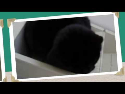 Latoya at Yorkshire Cat Rescue