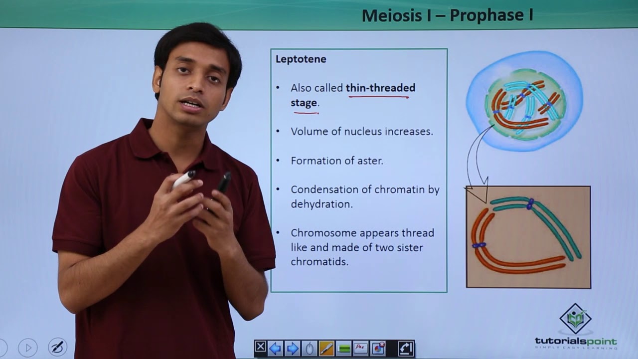 Class 11th - Meiosis-l – Prophase-l | Cell Cycle and Cell Division | Tutorials Point