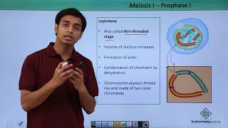 Class 11th - Meiosis-l – Prophase-l | Cell Cycle and Cell Division | Tutorials Point