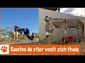 Tijd voor een kleine verbouwing! | DierenpraatTV