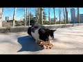 The Shy Hungry Tuxedo Cat Asks Me For Food By Meowing