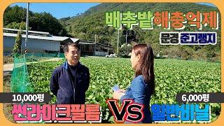 배추 병충해 예방 고추 해충 방제 썬라이크 필름 멀칭비닐