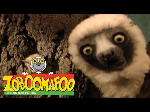 🐒 Zoboomafoo 🐒 104 | Who's in the Hole? - Full Episode | Kids TV Shows