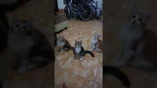Download lagu Takbiran Kucing Lucu 🤣 mp3