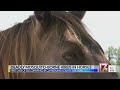 Deadly mosquito-borne virus in horses