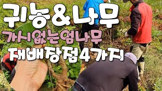 [귀농&묘목] 가시없는엄나무 재배장점4가지 귀촌나무