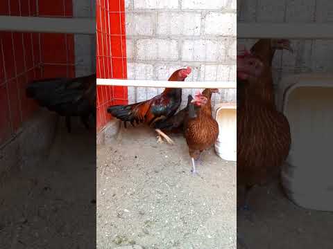 asil Rakata gallinas blueface🔥🔥🔥4611711063