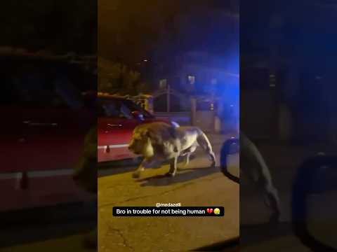 I Saw Him Minding His Business 🦁