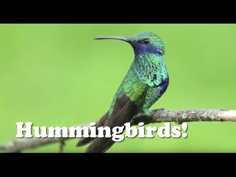 Hummingbirds! - Animal Kids Videos