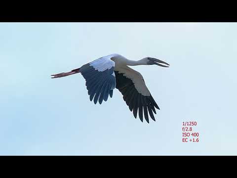 Exposure Compensation in BIF (Birds in Flight) Photography against the open sky