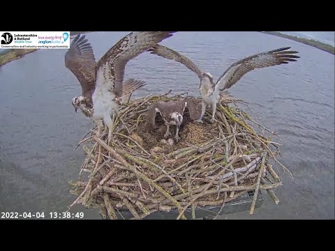 Intruder female is chased off Rutland Osprey nest - Blue 33 returns to assert his rights 4 Apr 2022