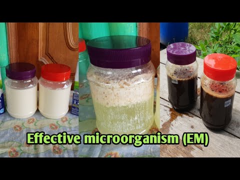 How to make EM1/ EM solution preparation / EM fertilizer
