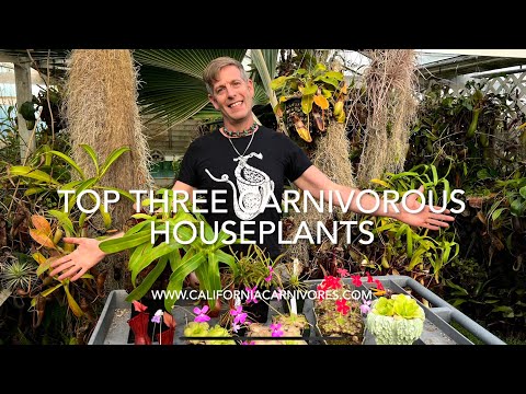, title : 'Top 3 Carnivorous Houseplants'