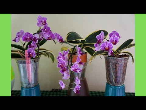, title : 'Orchid - 3 Phal Sogo Vivien in 3 Different Setups | Orchid Care Tips'