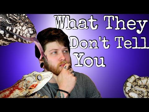 What You NEED To Know Before Breeding Reptiles