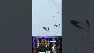 Bunny vs Dogs