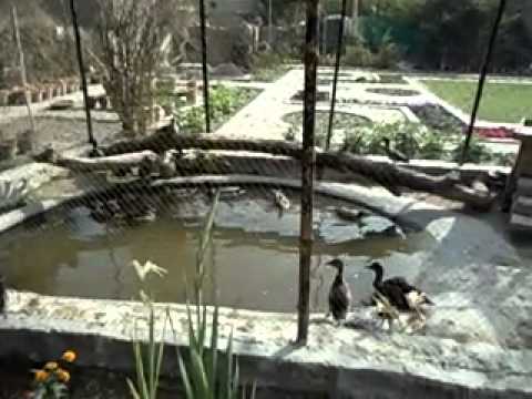 Intisar Sabrina Larkana Cricket wada phull Flower Nursery_12-02-2012.mp4