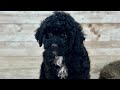 Toy Poodle dogs for sale: Baylee - Video 1