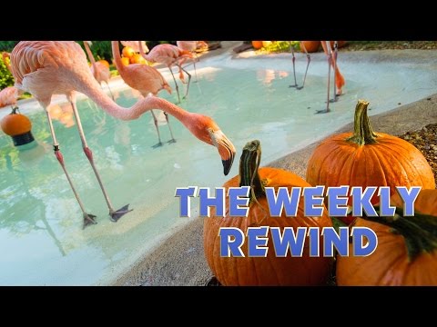The Weekly Rewind @Attractions - Sept. 25, 2016